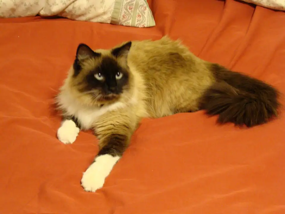 A Birman cat with white paws lying on an orange bedspread