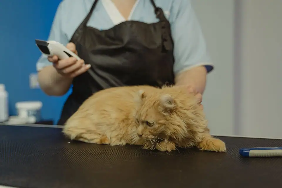 A groomer holding clippers beside a long-haired orange cat on a grooming table