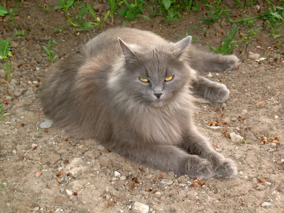 A blue-grey Siberian cat lying on bare ground
